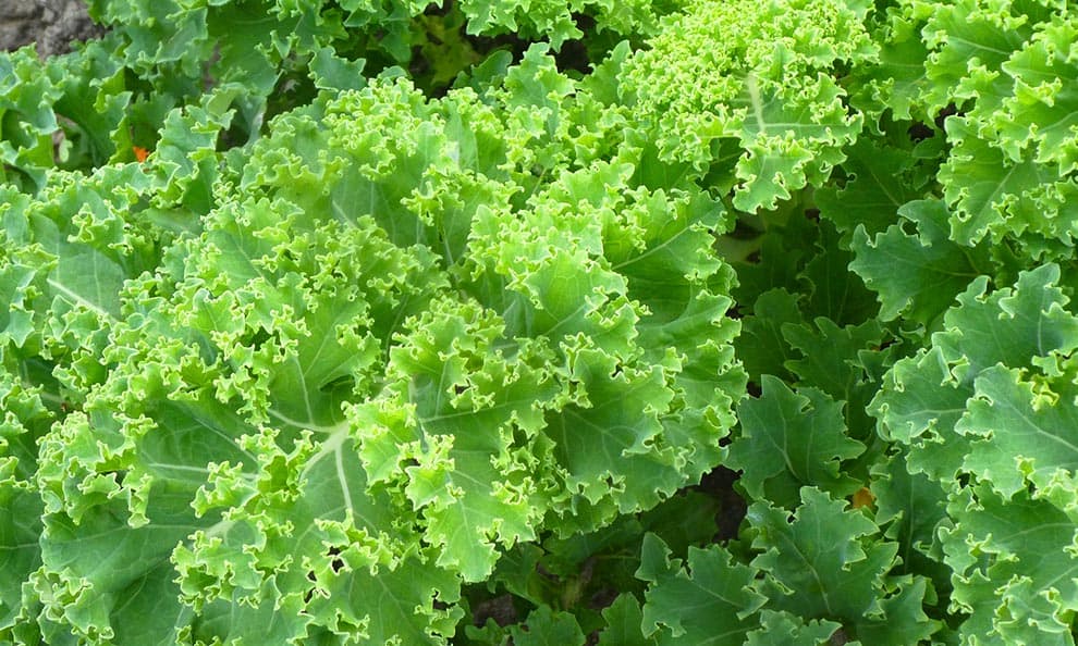 How To Store Kale To Ensure It Stays Fresher For Longer