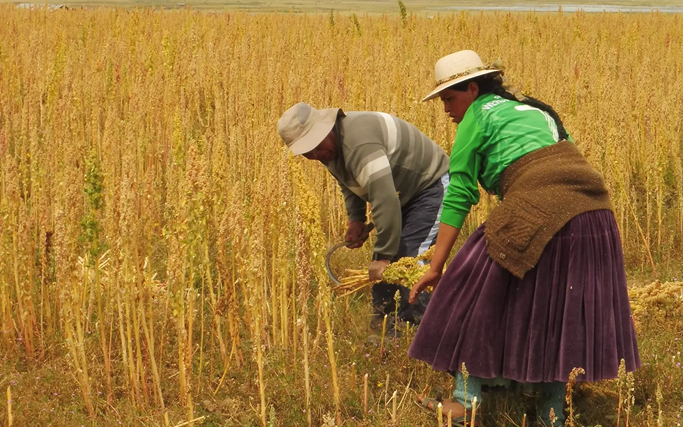 Harvesting Quinoa