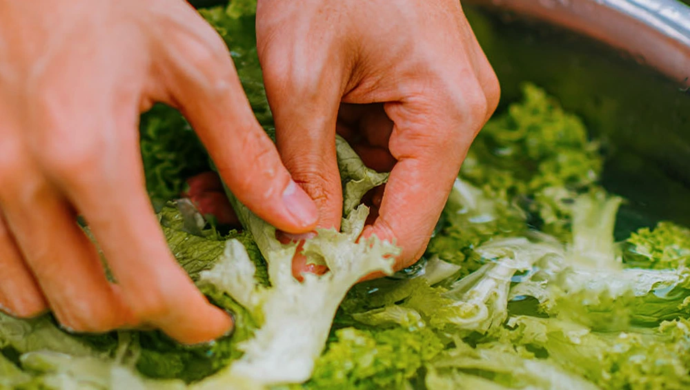 Lettuce In Cold Water